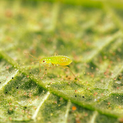 Macrolophus pygmaeus ninfa joven