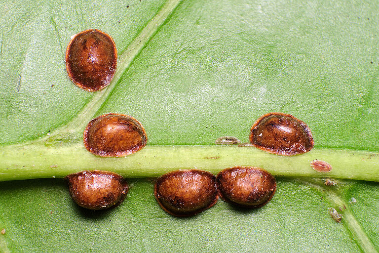 Hemispherical scale Saissetia coffeae