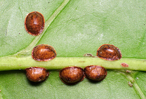 Cochinilla hemisférica