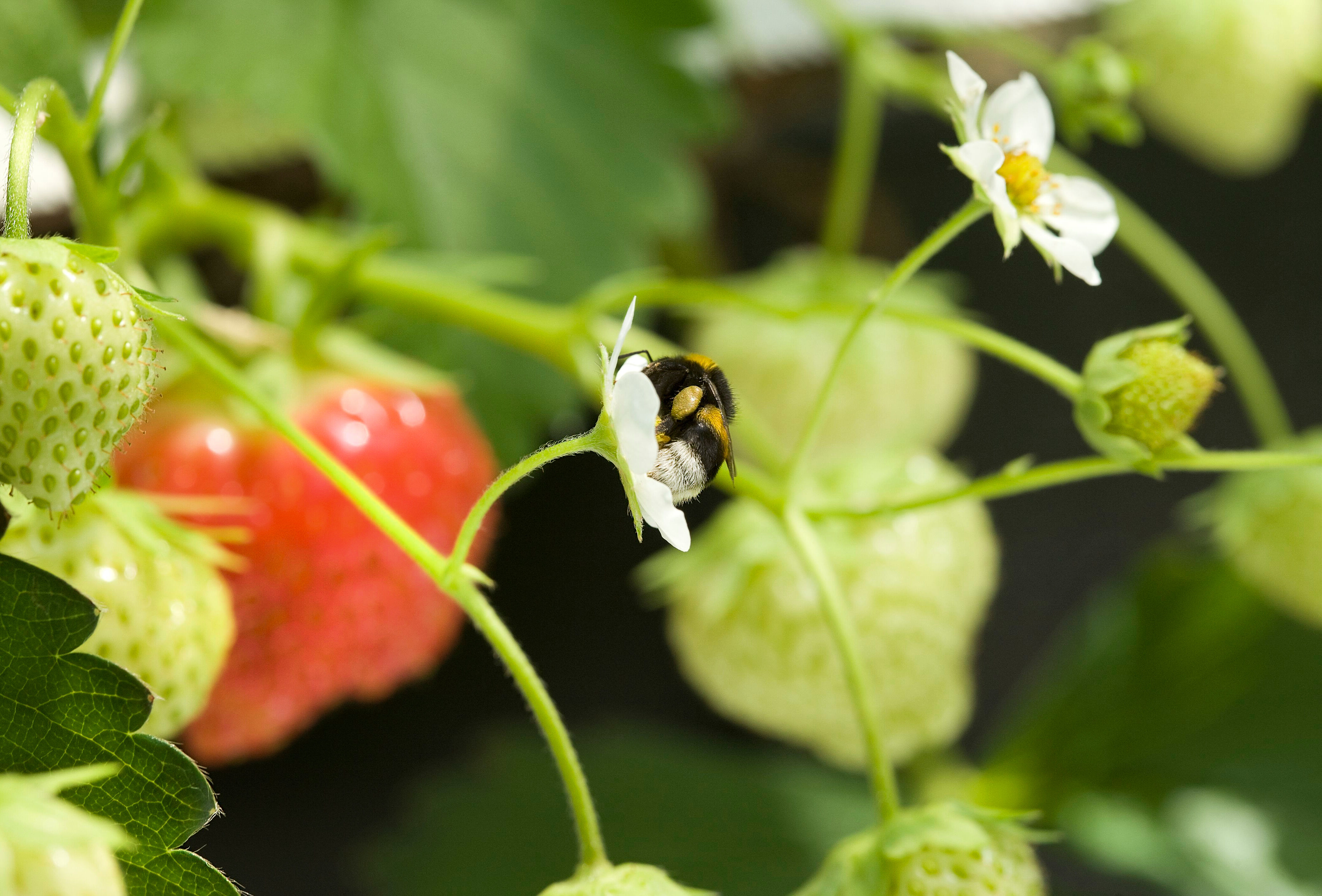 Picaduras de abejorros