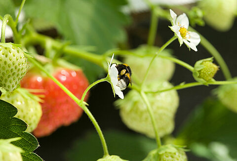 Tratamiento de picaduras de abejorros y alergias