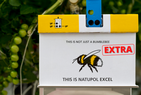 Natupol Excel Extra: más abejorros y nidos más desarrollados