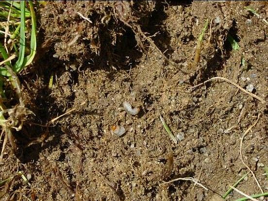 Larva of Bluegrass billbug Spenophorus parvulus on the ground