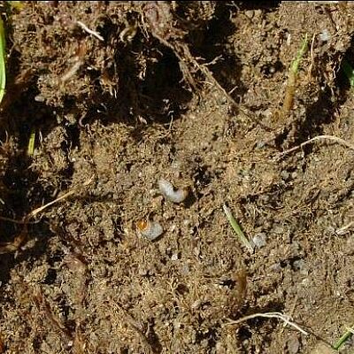Larva of Bluegrass billbug Spenophorus parvulus on the ground