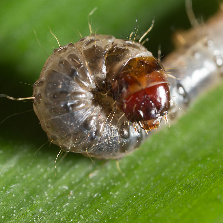 Larva of the Banana moth Opogona sacchari