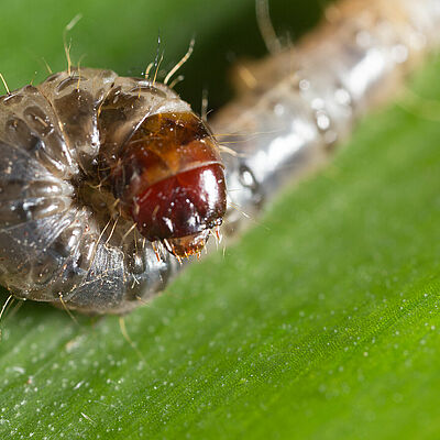 Larva of the Banana moth Opogona sacchari