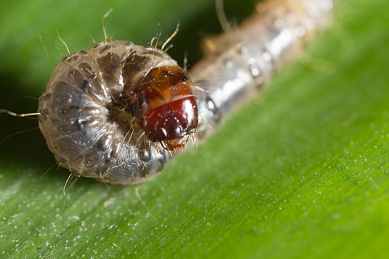 Larva of the Banana moth Opogona sacchari