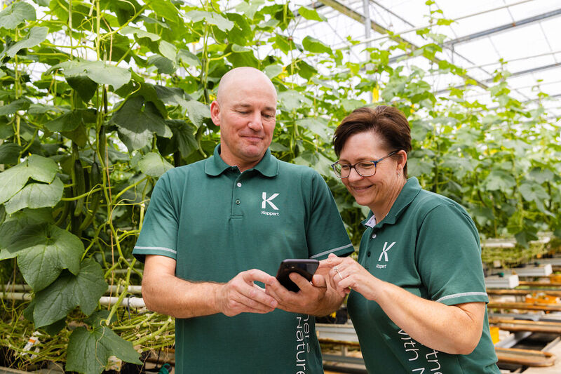 Asesores técnicos de Koppert en un cultivo de pepino.