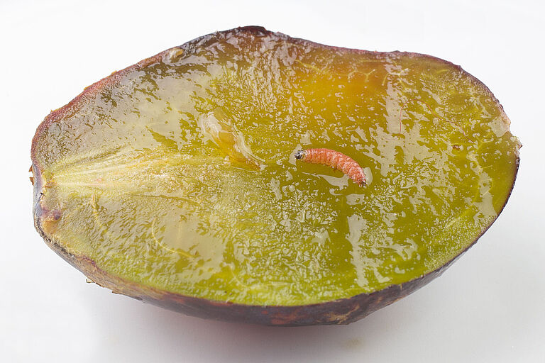 Red plum maggot Cydia funebrana Larva in a plum