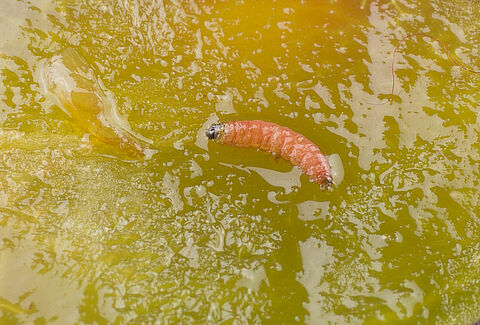 Polilla de la ciruela