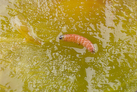 Polilla de la ciruela