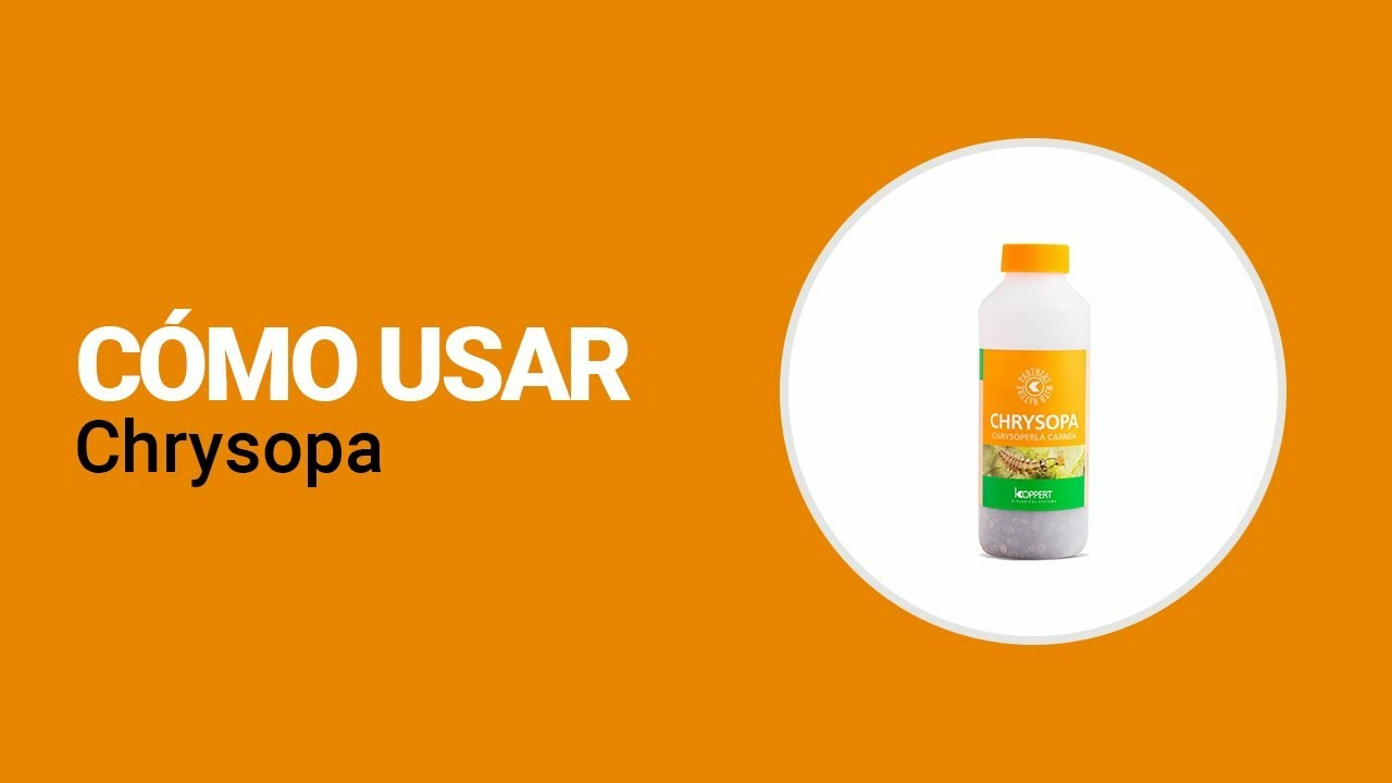 Cómo usar Chrysopa de Koppert