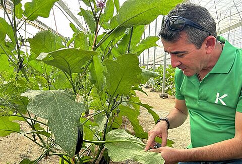 El control biológico en primavera es la protección más eficaz contra las plagas durante el invierno