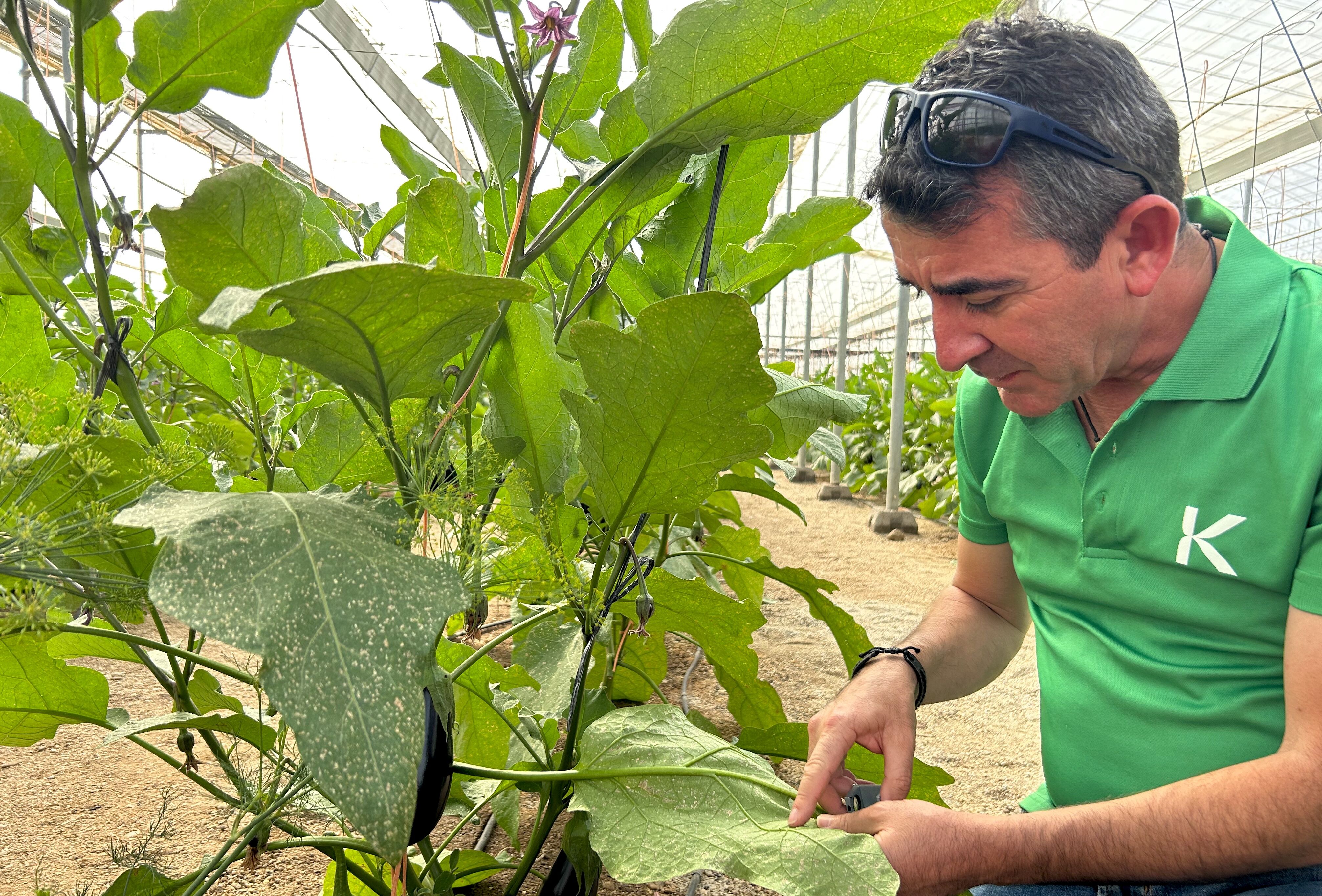 El control biológico en primavera es la protección más eficaz contra las plagas durante el invierno