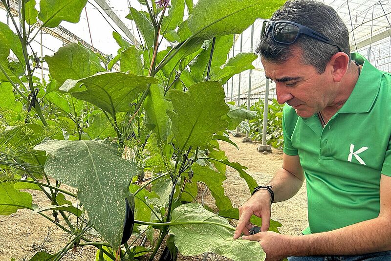 Julián Giner, director técnico de Koppert en Almería