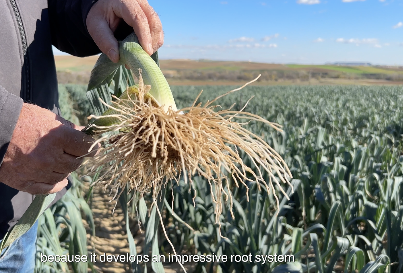 Control biológico de Fusarium y Trips en puerro