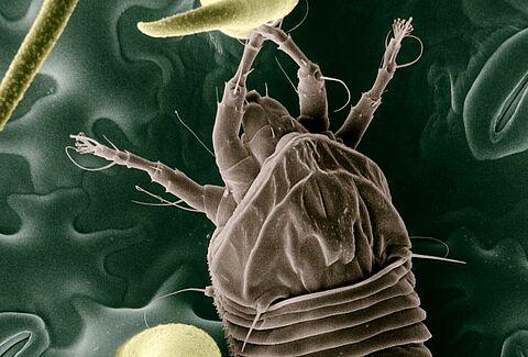 Ácaro del bronceado del tomate