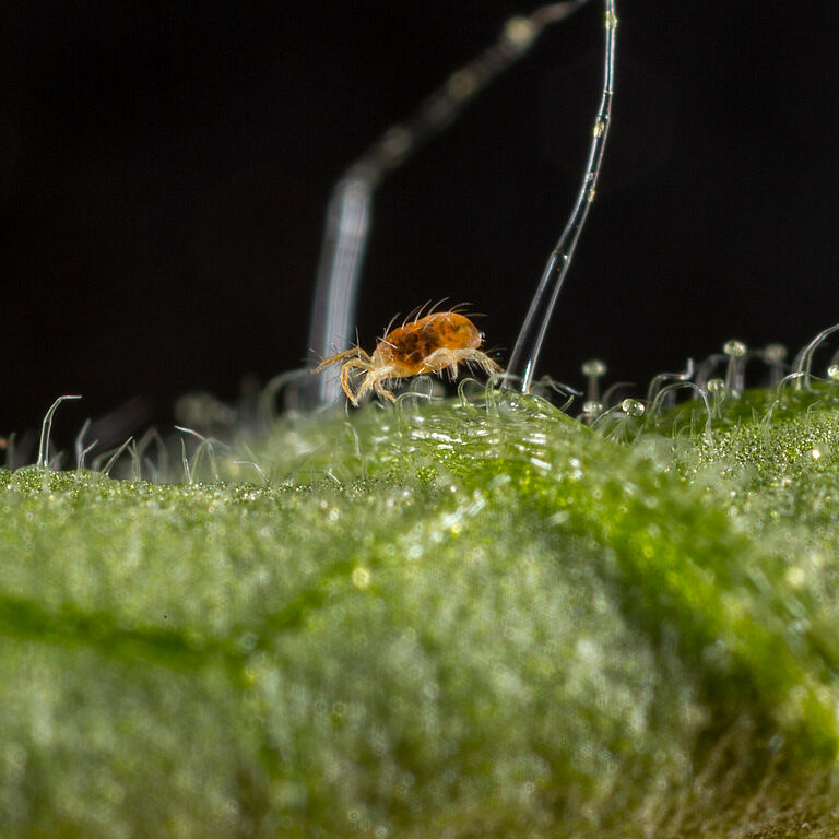 Two-spotted spider mite Tetranychus utricae