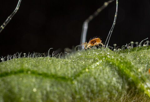Araña roja