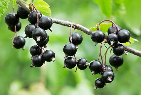 Grosella negra