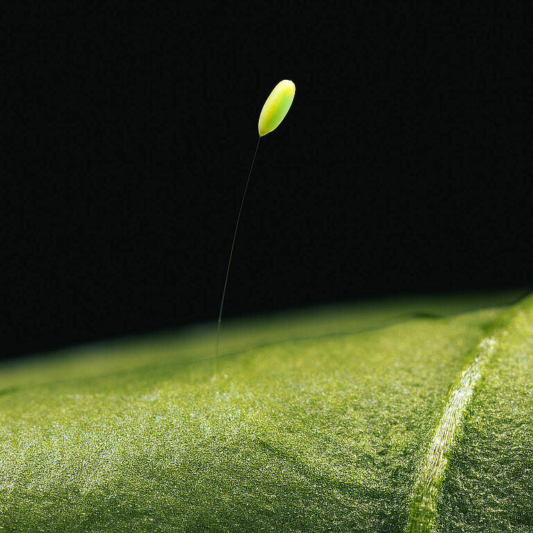 Chrysoperla carnea fase Del Huevo