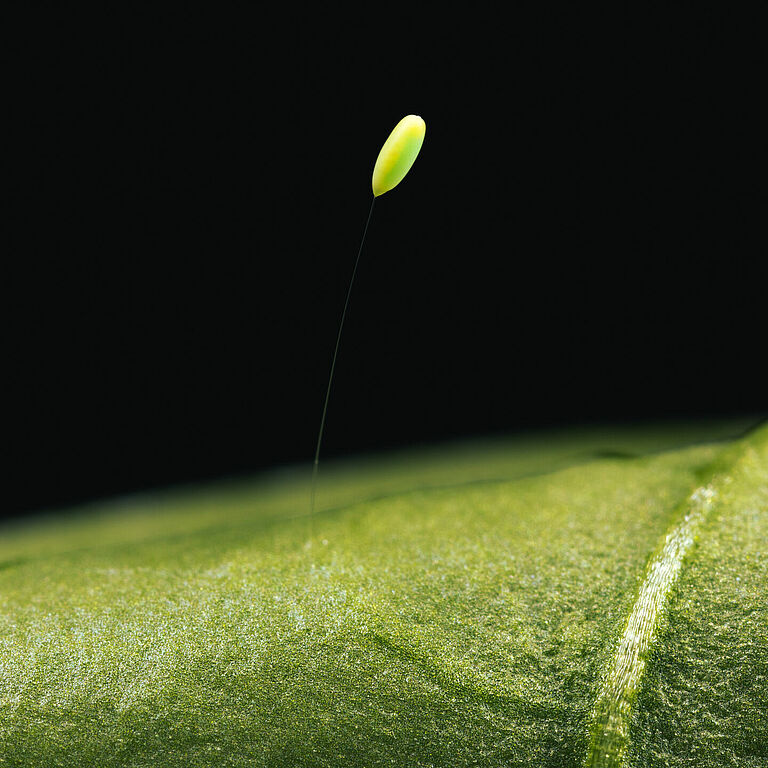 Chrysoperla carnea fase Del Huevo