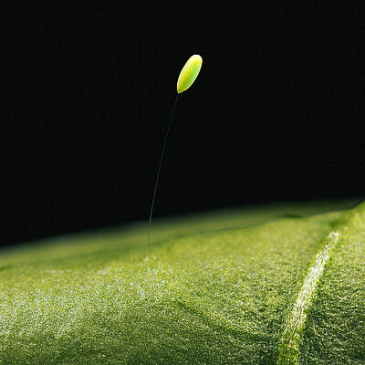 Chrysoperla carnea fase Del Huevo
