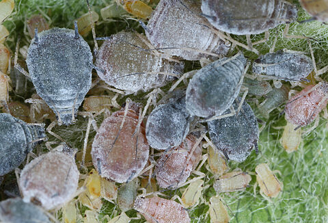 Pulgón ceniciento del manzano