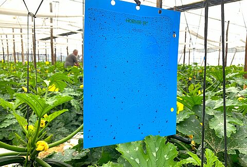 Las placas adhesivas Horiver® capturan un 400% más de Trips