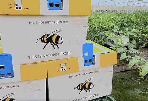 Natupol Excel® obtiene mejor cuaje en melón y sandía, a pesar del viento, la lluvia y la calima