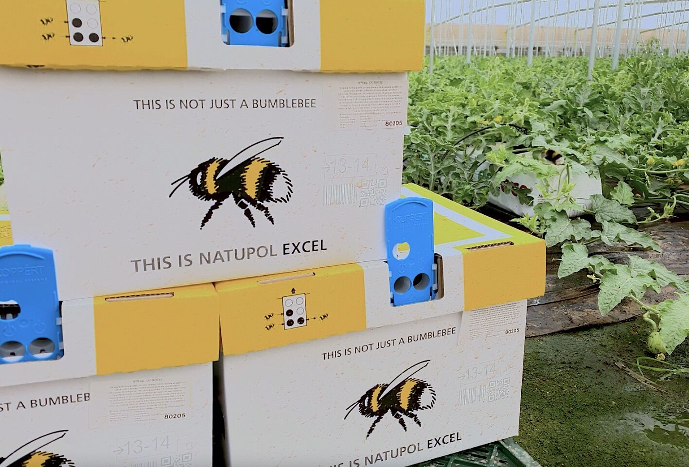 Natupol Excel® obtiene mejor cuaje en melón y sandía, a pesar del viento, la lluvia y la calima