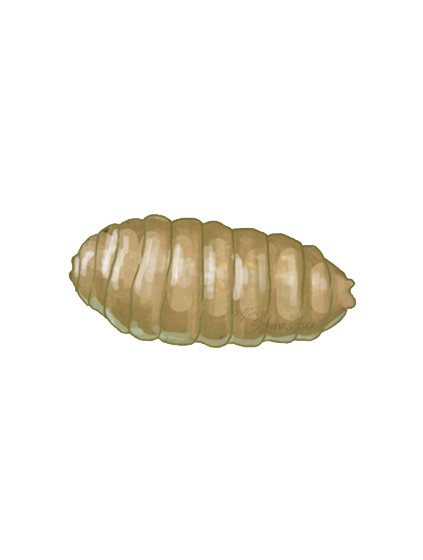 Tomato leaf miner Liriomyza bryoniae pupa