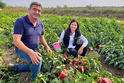 Trianum-P mejora la producción de pimiento en campo abierto en Portugal