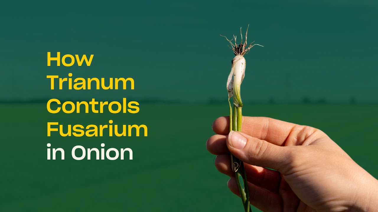 How Trichoderma harzianum T-22 (Trianum) Controls Fusarium in Onion How Trichoderma harzianum T-22 (Trianum) Controls Fusarium in Onion
