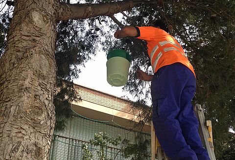 Koppert recomienda actuar en verano contra la plaga de la procesionaria del pino con trampas de feromonas