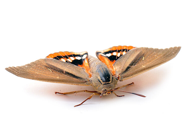 The South American palm borer Paysandisia archon