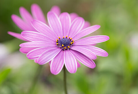 Plantas de temporada