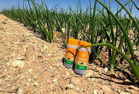 Insectos y nematodos controlan plagas en cebolla ecológica