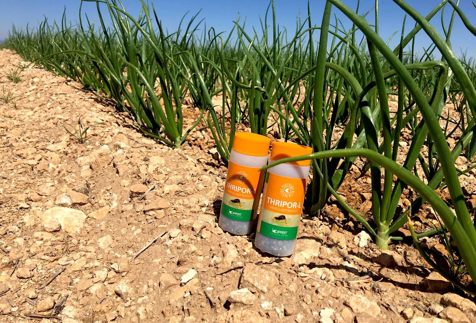 Insectos y nematodos controlan plagas en cebolla ecológica