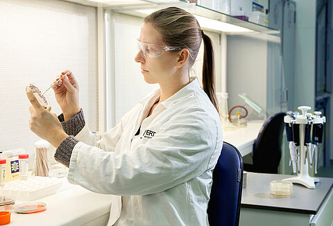 Koppert llevará hasta la semilla el control biológico de plagas y enfermedades