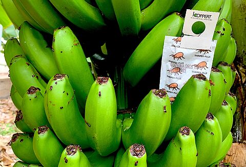 Koppert facilita a los productores de plátano de Canarias su transición a la agricultura sostenible