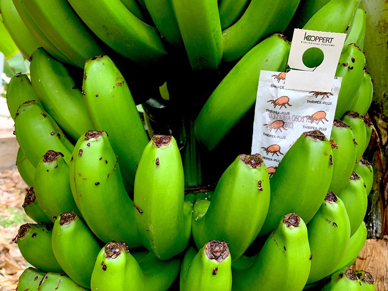 Racimo de plátanos de Canarias con un sobre de Thripex para el control biológico de Trips.