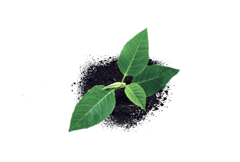 Sanidad vegetal