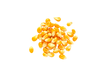 Tratamiento biológico de semillas