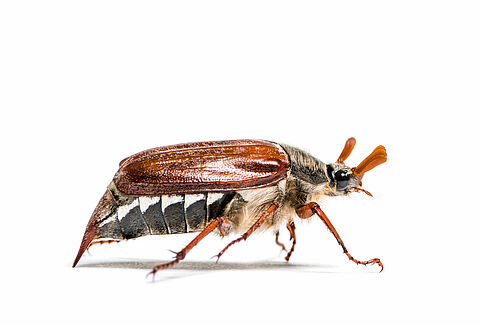 Coleópteros