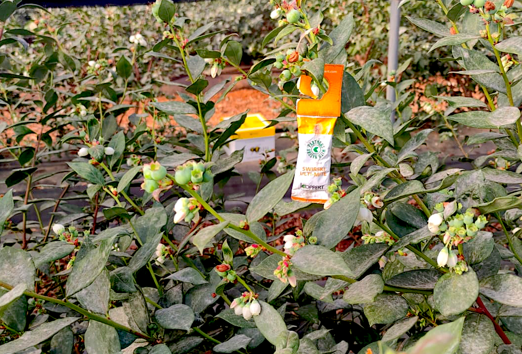 Scirtothrips en arándano: estrategia eficaz de control biológico