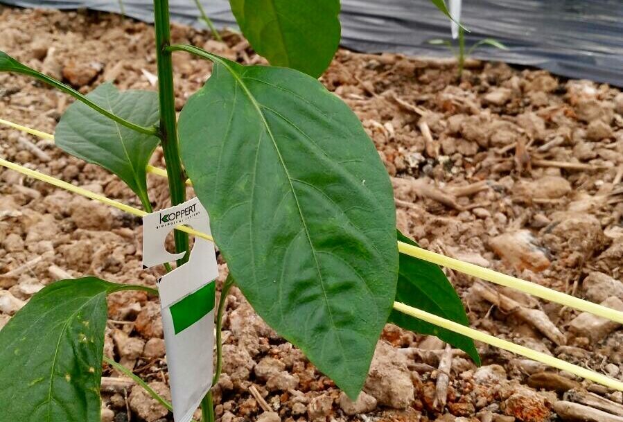Koppert logra con ULTI-MITE adelantar las sueltas de Swirskii para controlar el trips en pimiento temprano