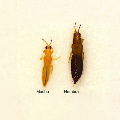 Thrips Parvispinus Adulto