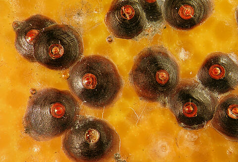 Piojo rojo de Florida