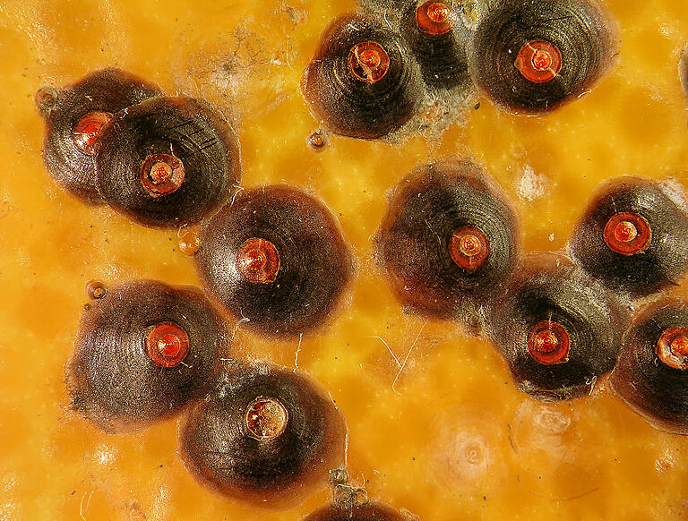 Circular scale Chrysomphalus aonidum